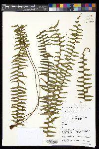 Media resource of Ceradenia aulaeifolia