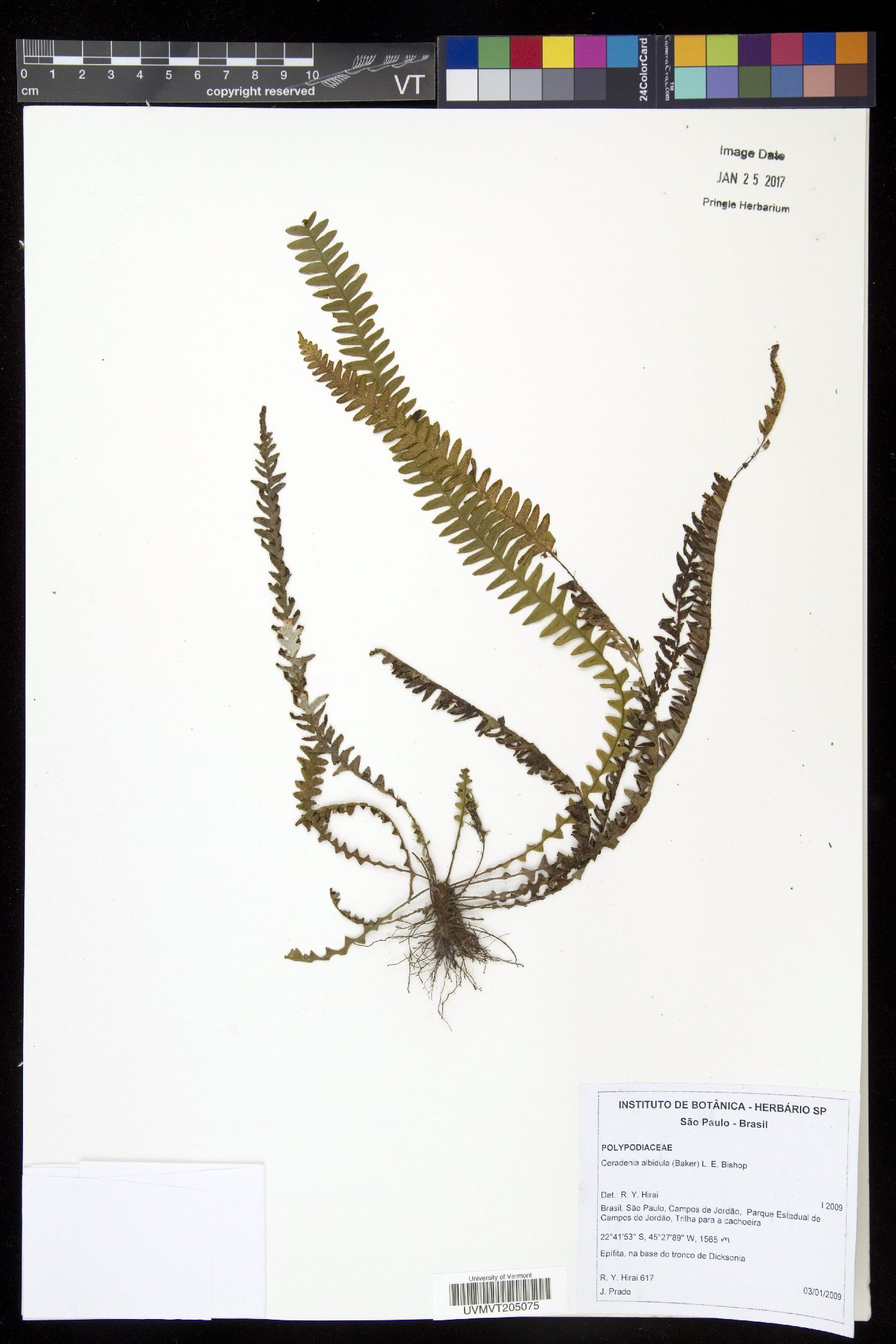 Ceradenia albidula image