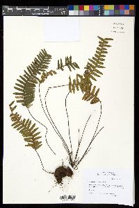 Media resource of Ceradenia tristis