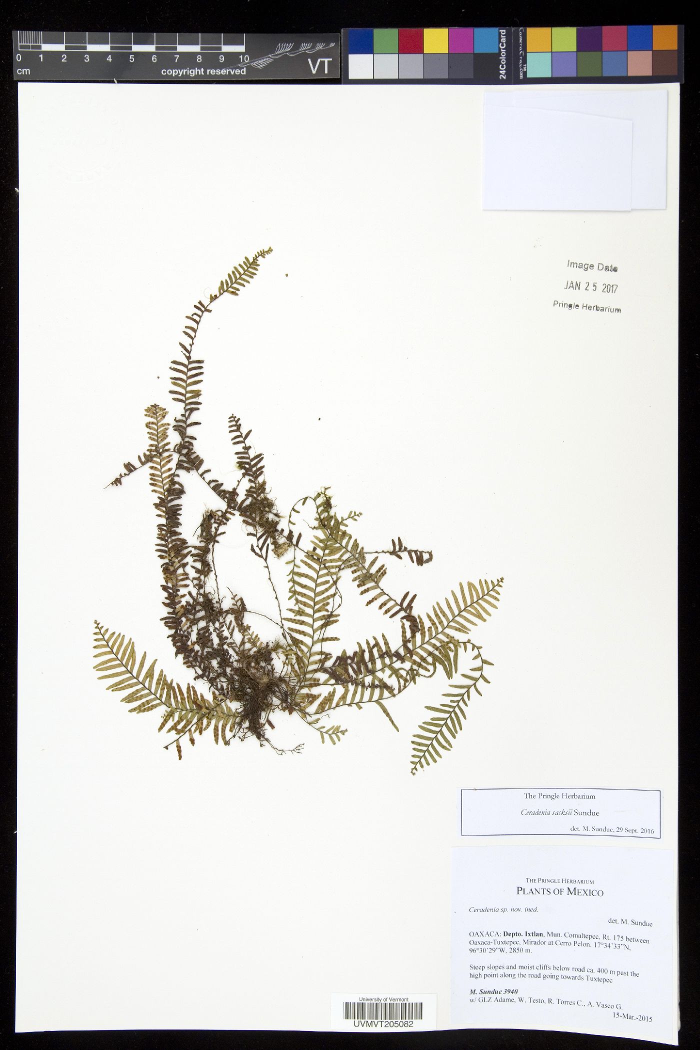 Ceradenia sacksii image