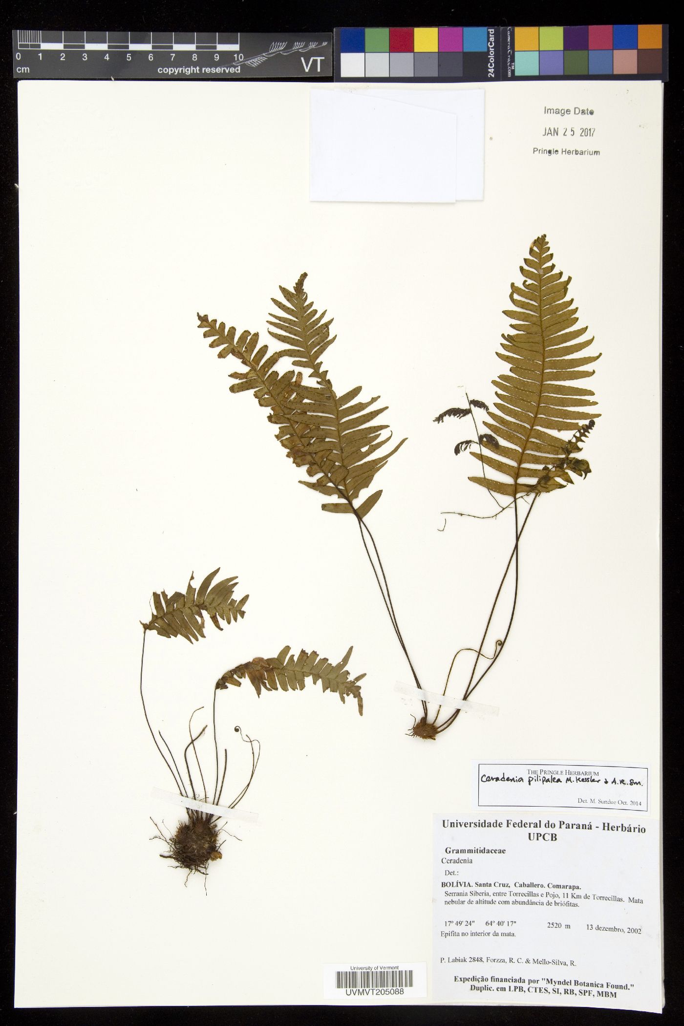 Ceradenia pilipalaea image