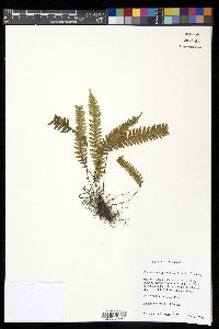 Ceradenia margaritata image