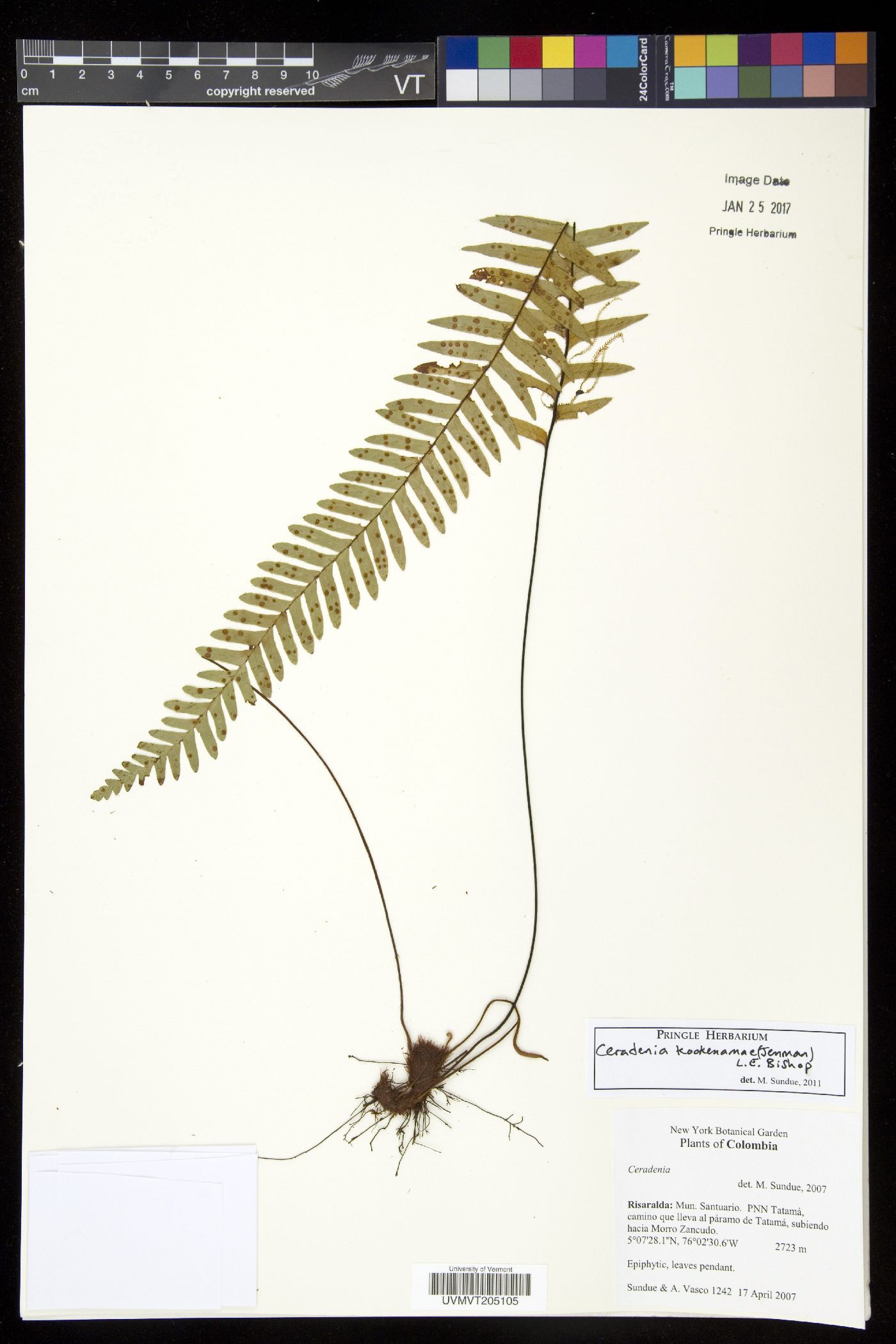 Ceradenia kookenamae image