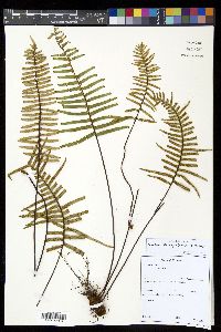 Ceradenia kalbreyeri image
