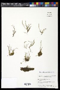 Cochlidium serrulatum image