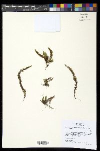 Galactodenia delicatula image