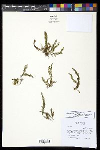 Galactodenia delicatula image