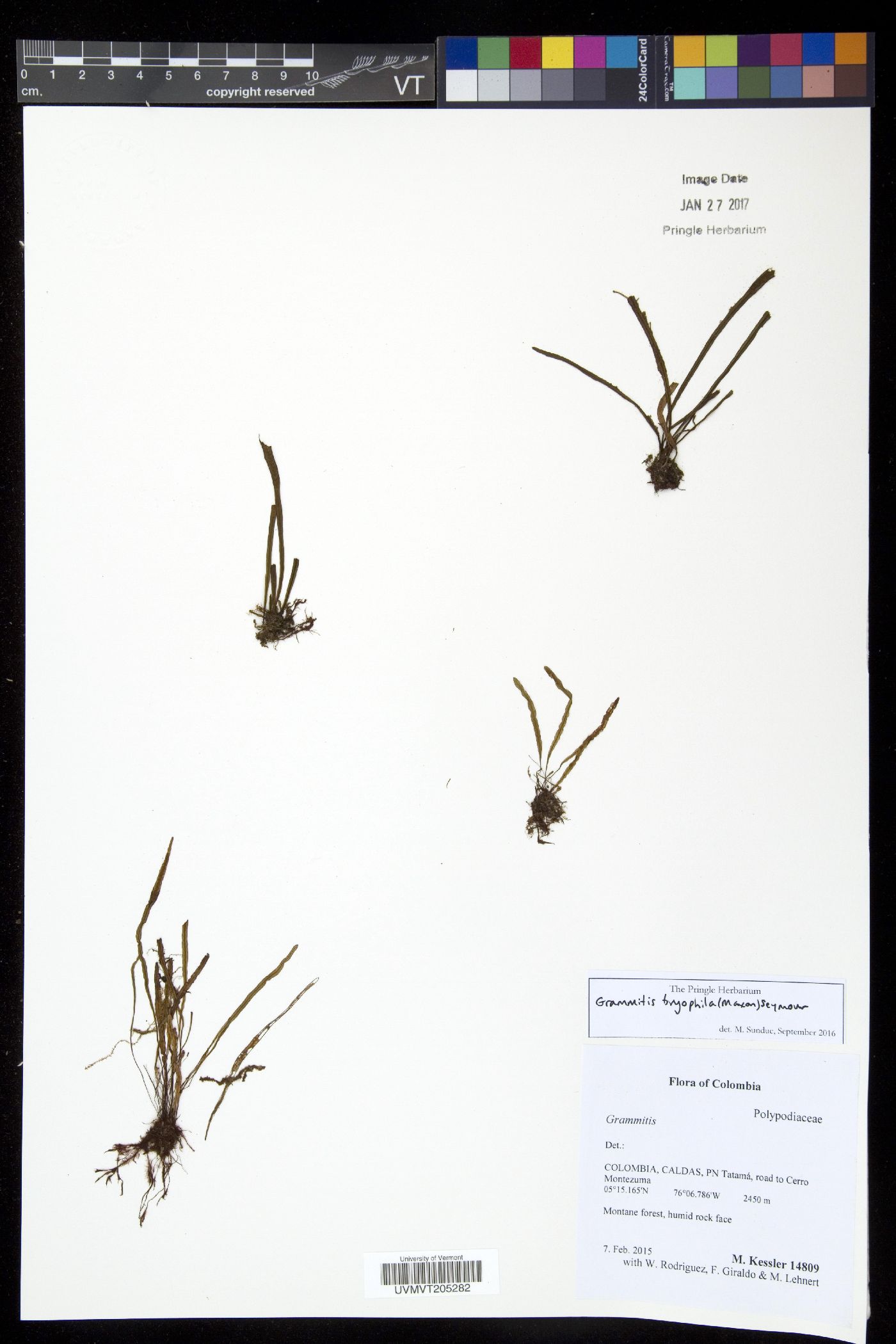 Grammitis bryophila image