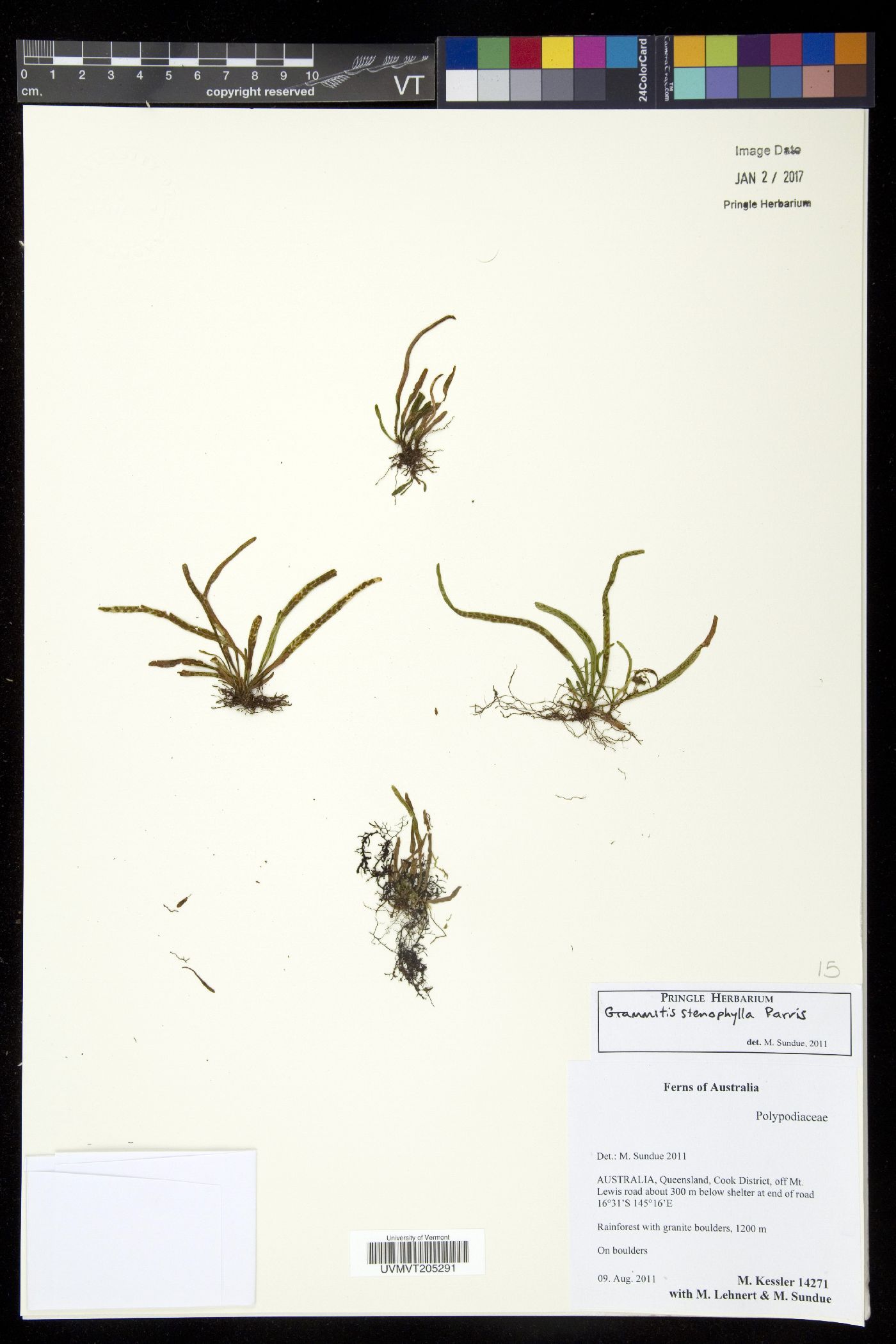 Grammitis stenophylla image