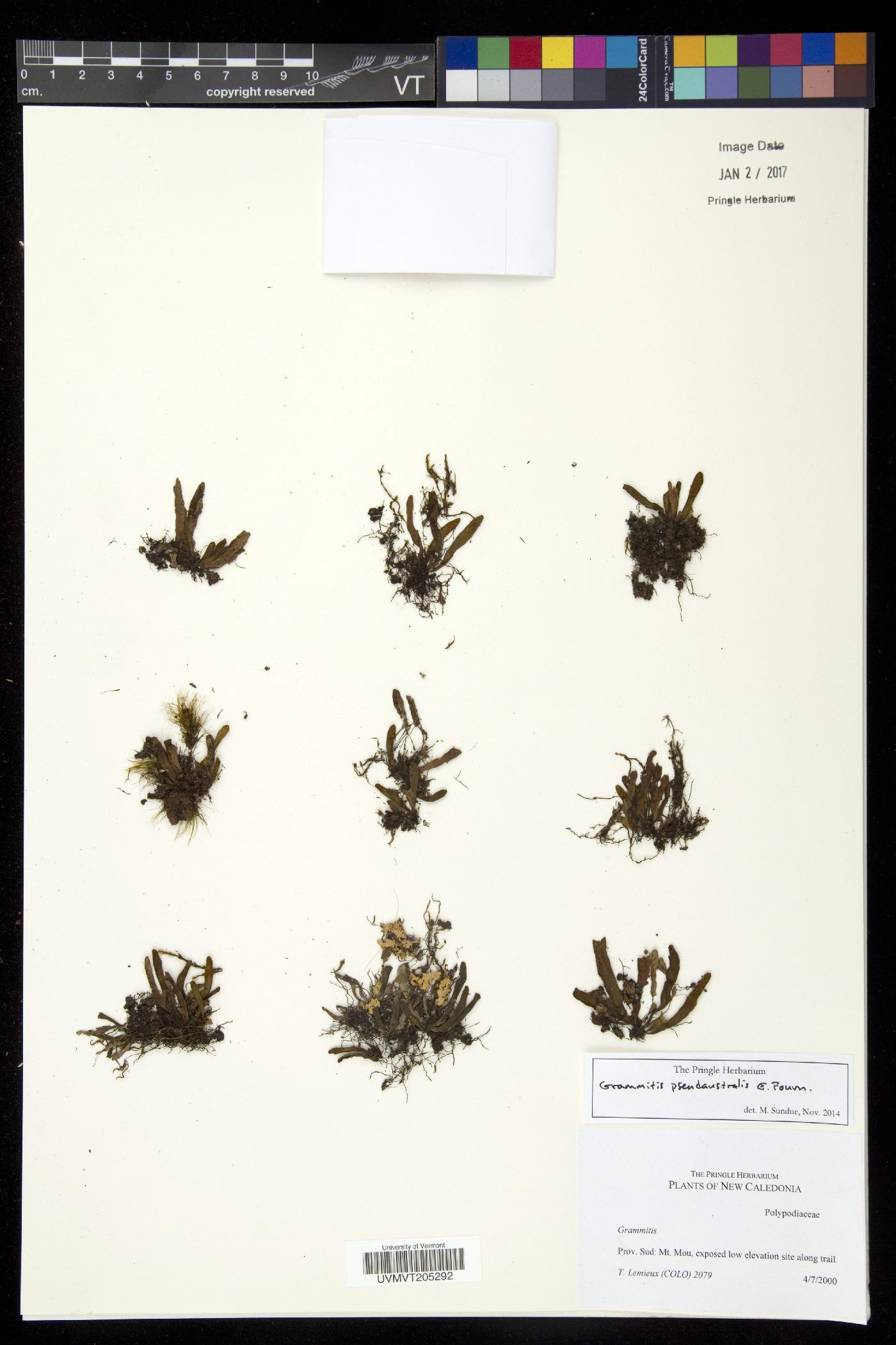 Grammitis pseudoaustralis image