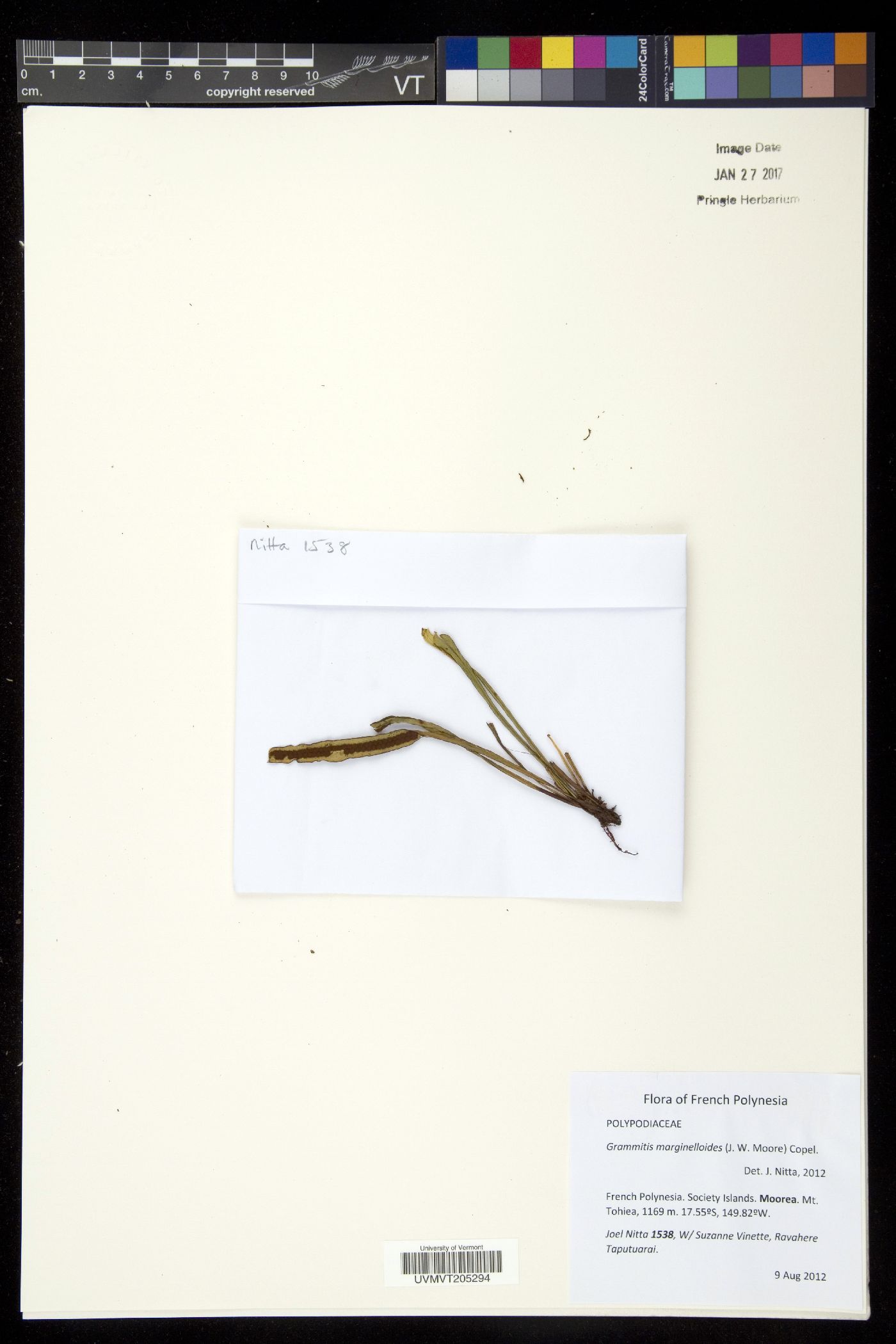 Grammitis marginelloides image