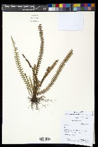 Lellingeria suspensa image