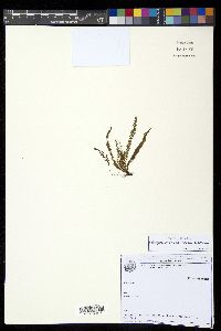 Lellingeria suspensa image