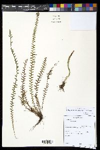 Lellingeria suspensa image