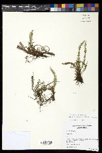 Lellingeria suspensa image