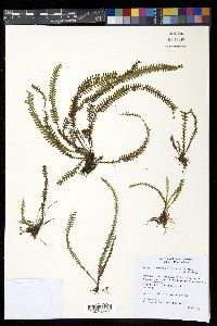 Lellingeria suspensa image