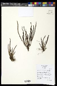 Ctenopteris flabelliformis image