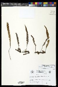 Ctenopteris flabelliformis image