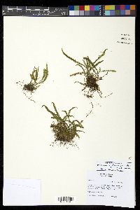 Ctenopteris flabelliformis image