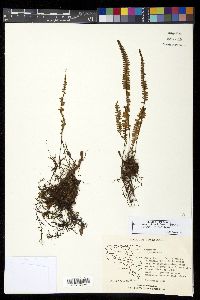 Ctenopteris flabelliformis image