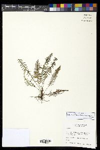 Melpomene firma image