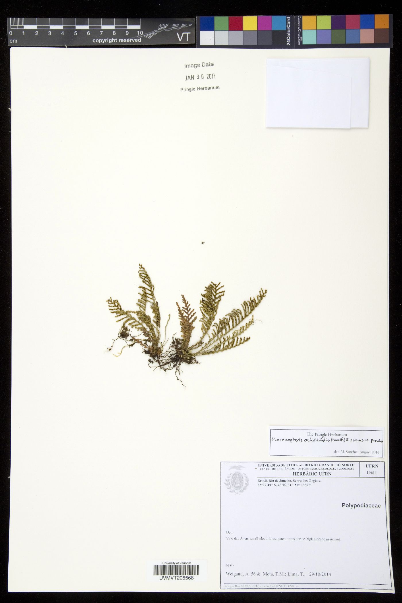 Moranopteris achilleifolia image