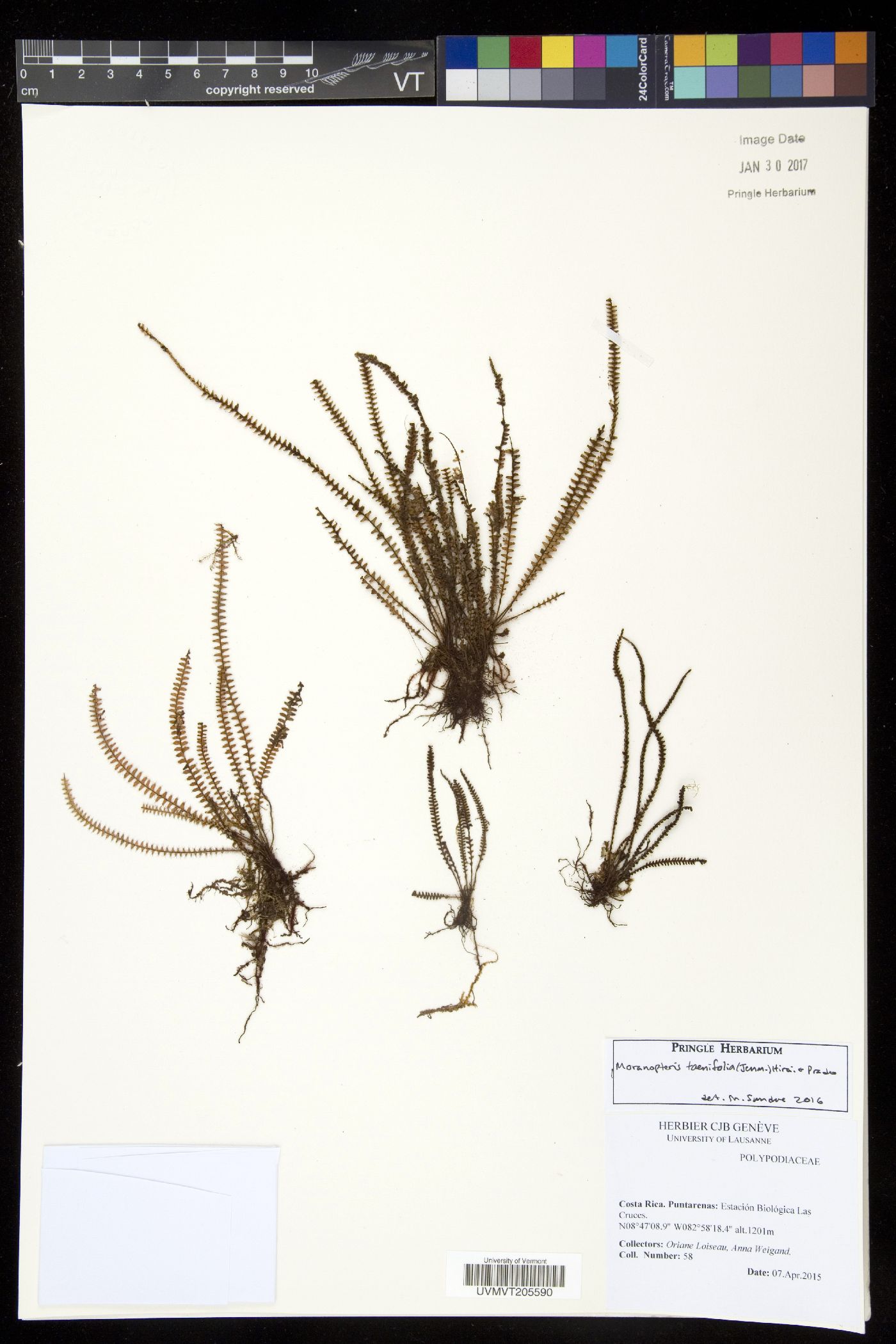 Moranopteris taenifolia image