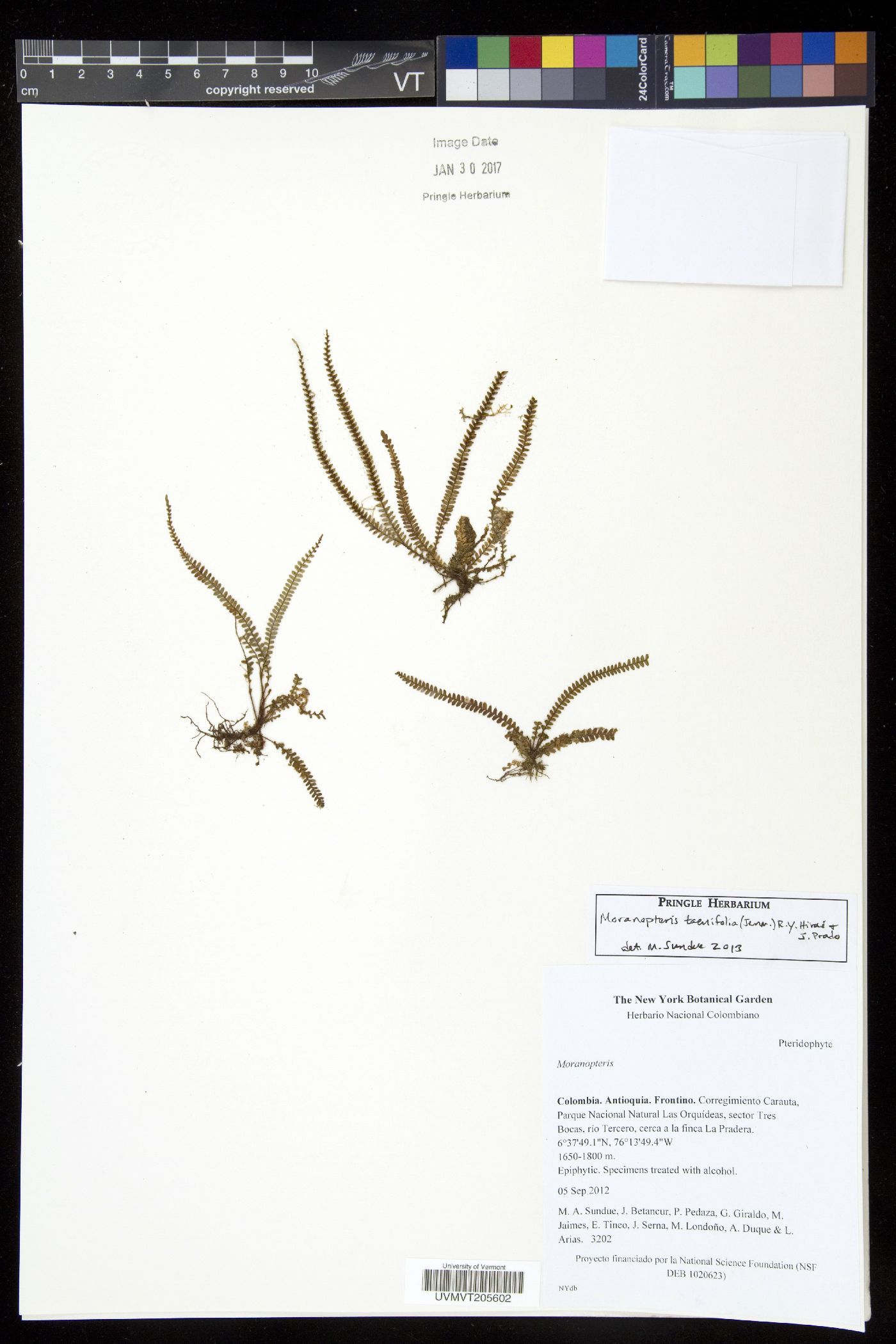 Moranopteris image
