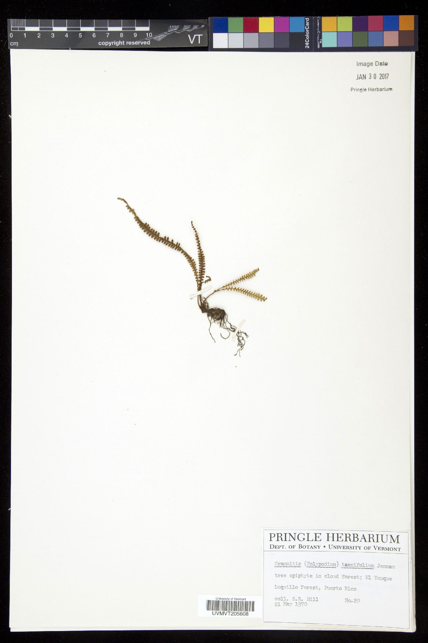 Grammitis taenifolia image