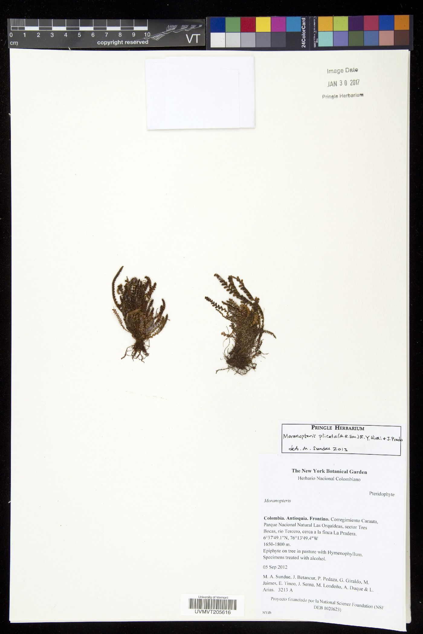 Moranopteris image