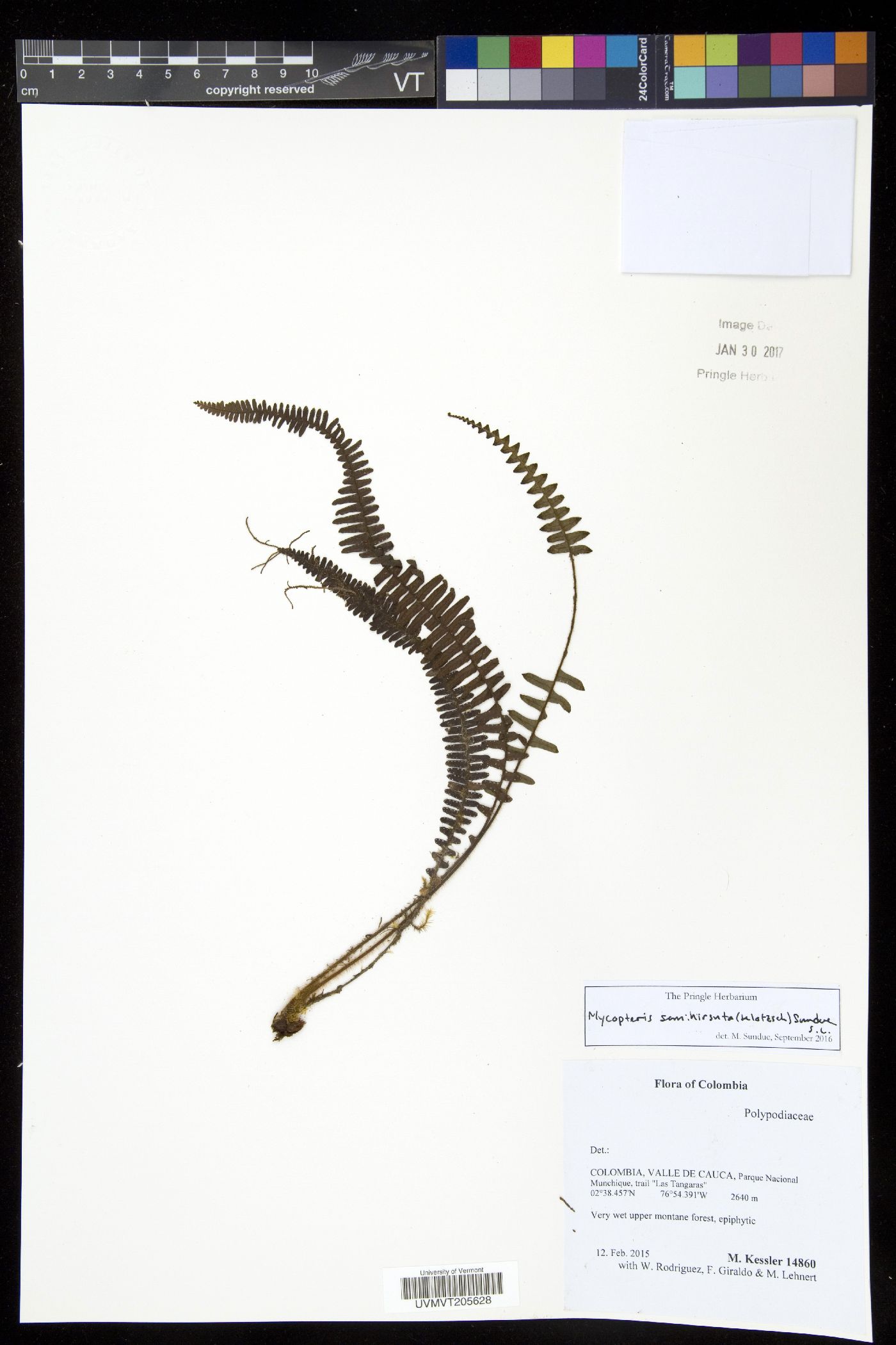 Mycopteris semihirsuta image