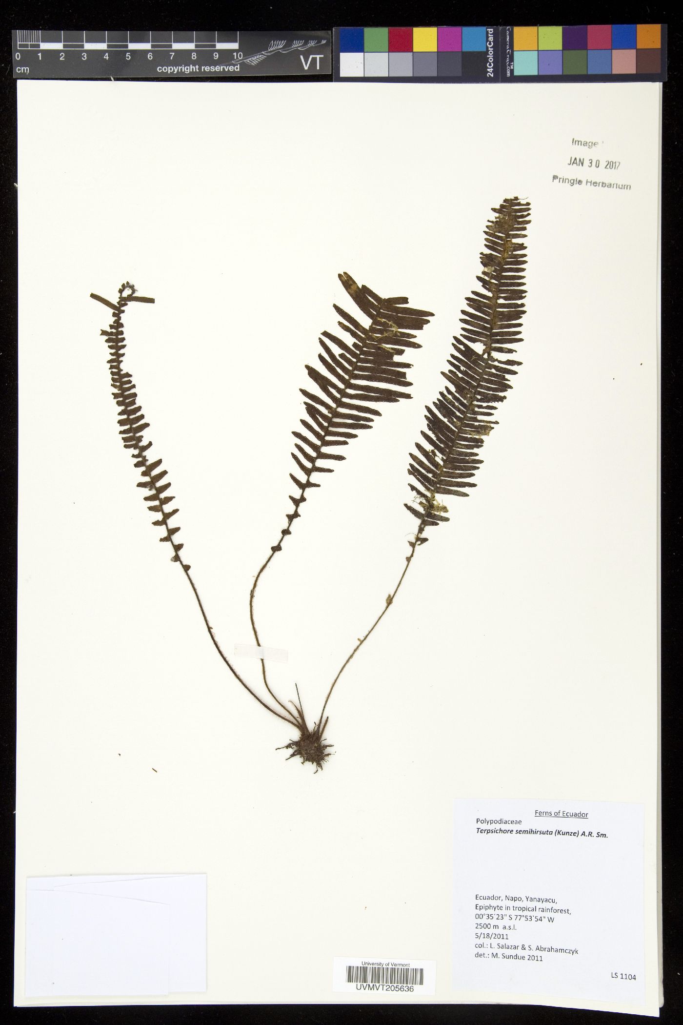 Mycopteris image
