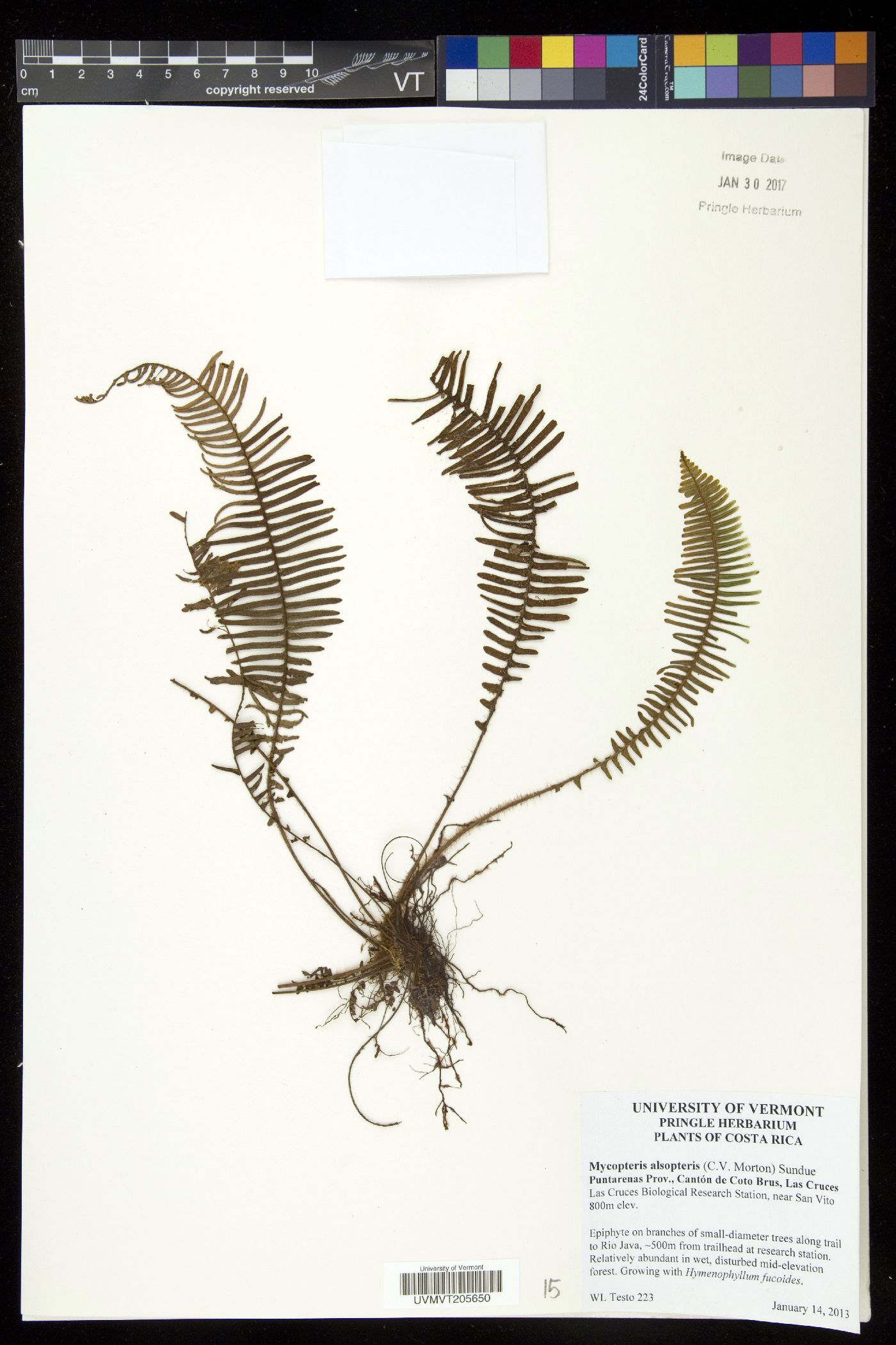 Mycopteris alsopteris image