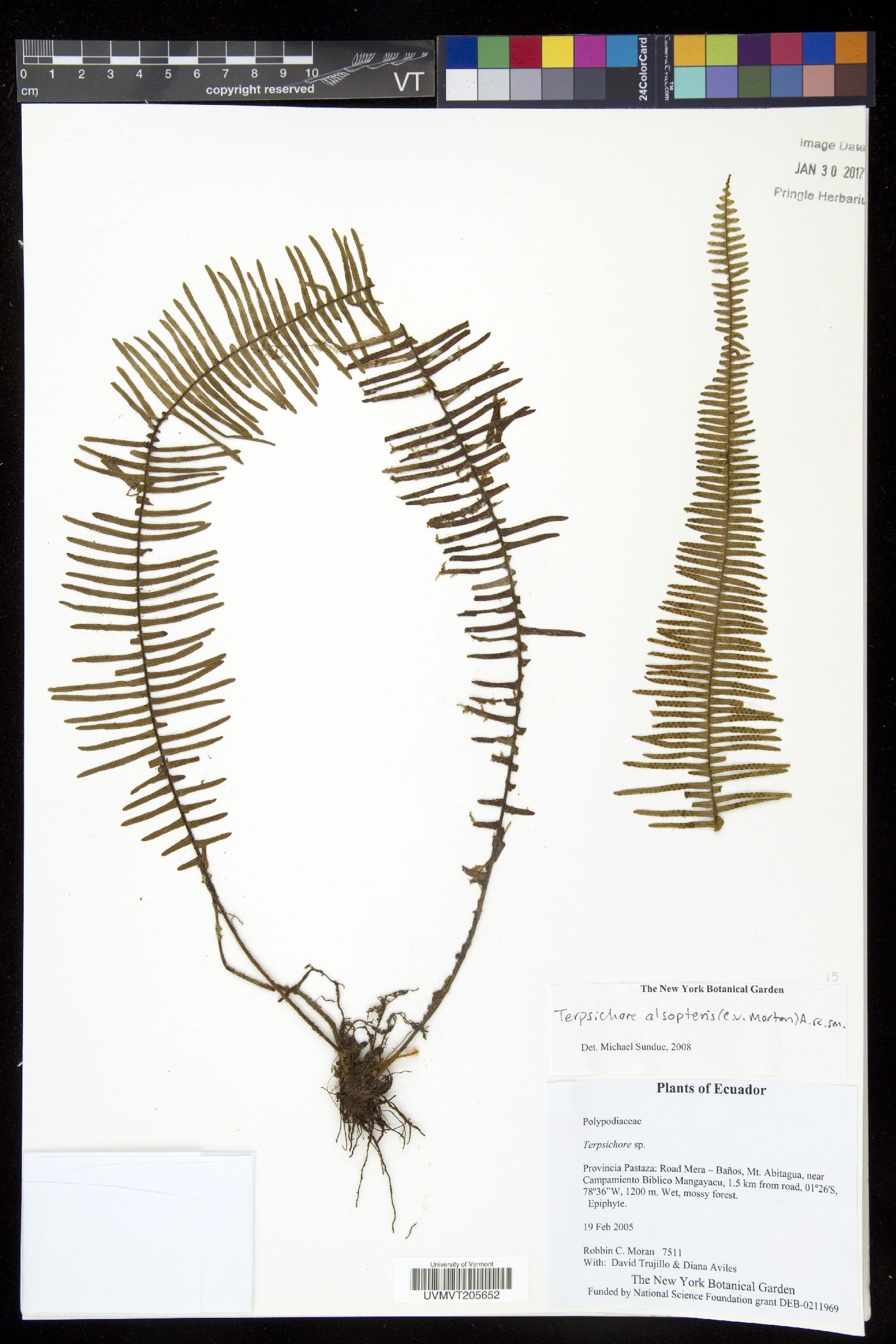 Mycopteris alsopteris image