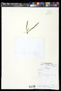 Oreogrammitis dorsipila image