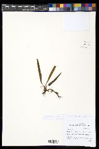 Oreogrammitis reinwardtii image