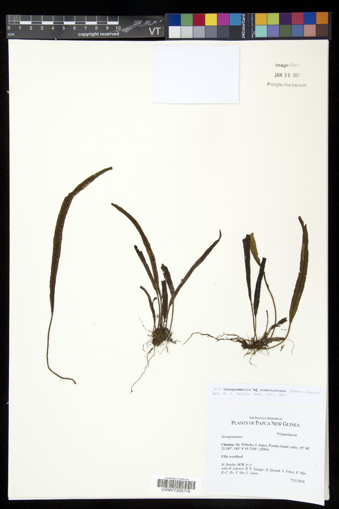 Oreogrammitis scabristipes image