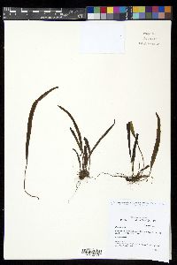 Oreogrammitis scabristipes image