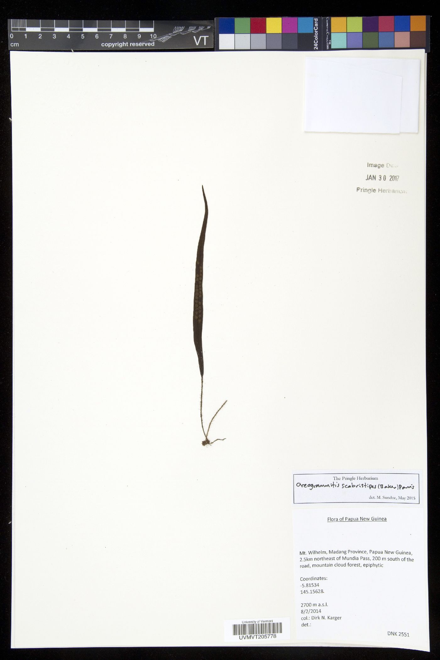 Oreogrammitis scabristipes image