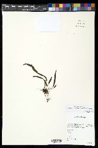 Oreogrammitis scabristipes image