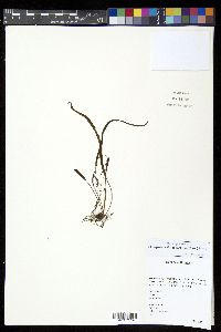 Oreogrammitis scabristipes image