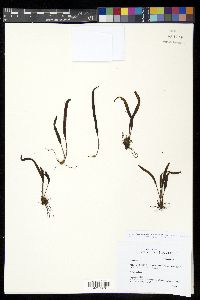 Oreogrammitis scabristipes image