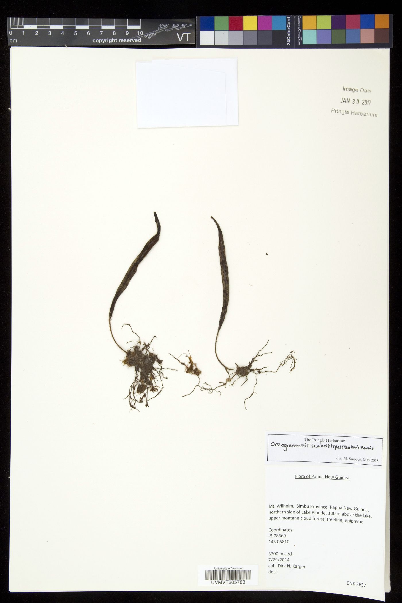 Oreogrammitis scabristipes image