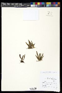 Oreogrammitis reinwardtii image