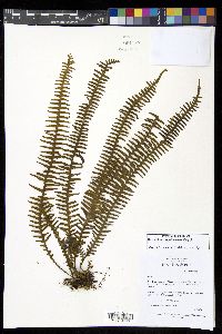 Prosaptia cryptocarpa image