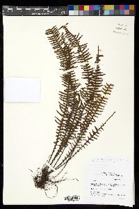 Prosaptia contigua image