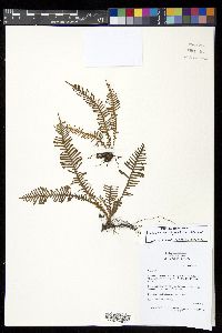 Prosaptia contigua image