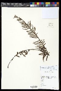 Prosaptia contigua image