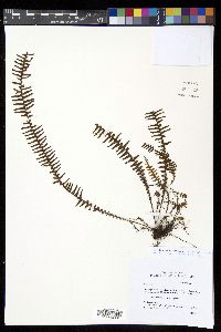 Prosaptia contigua image