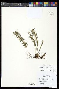 Prosaptia contigua image